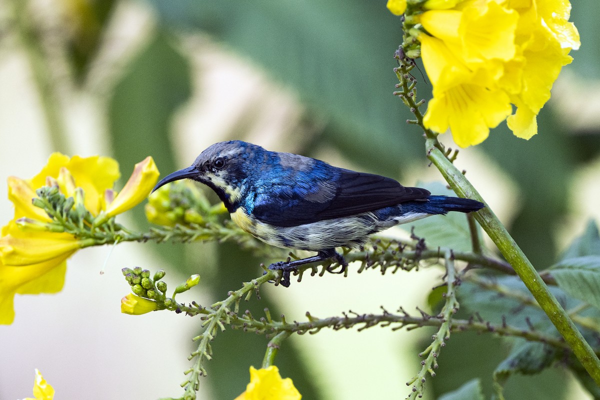 Purple Sunbird - ML620561235