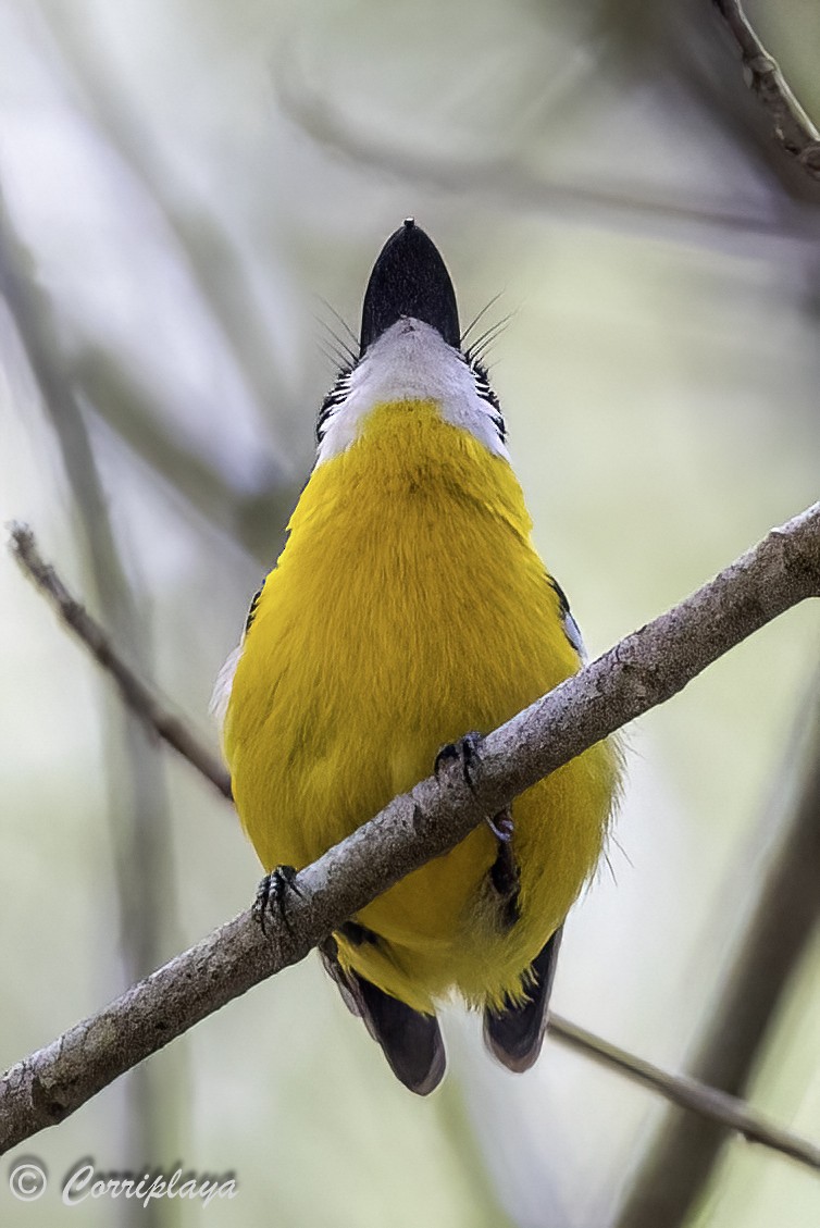 Yellow-breasted Boatbill - ML620561238