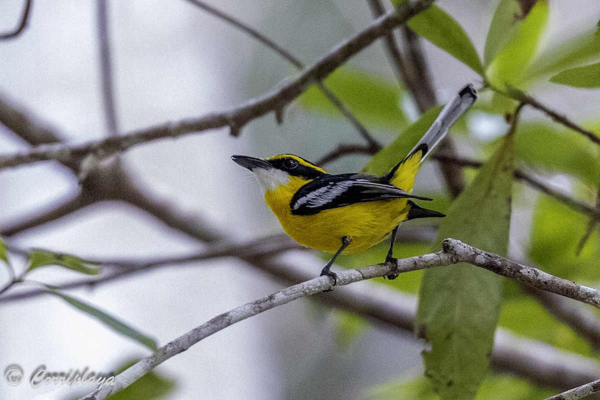 Yellow-breasted Boatbill - ML620561239