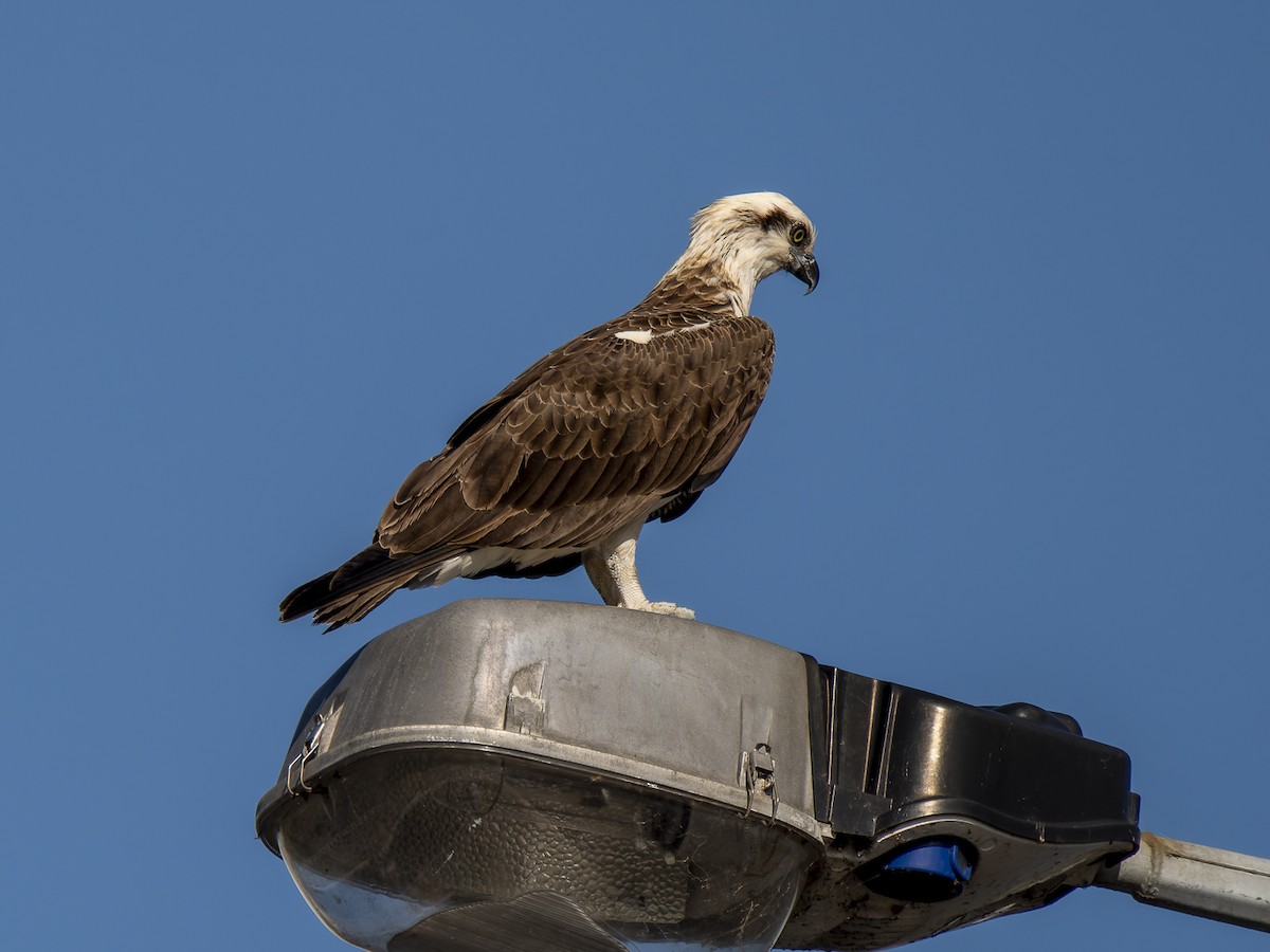 Águila Pescadora - ML620561246