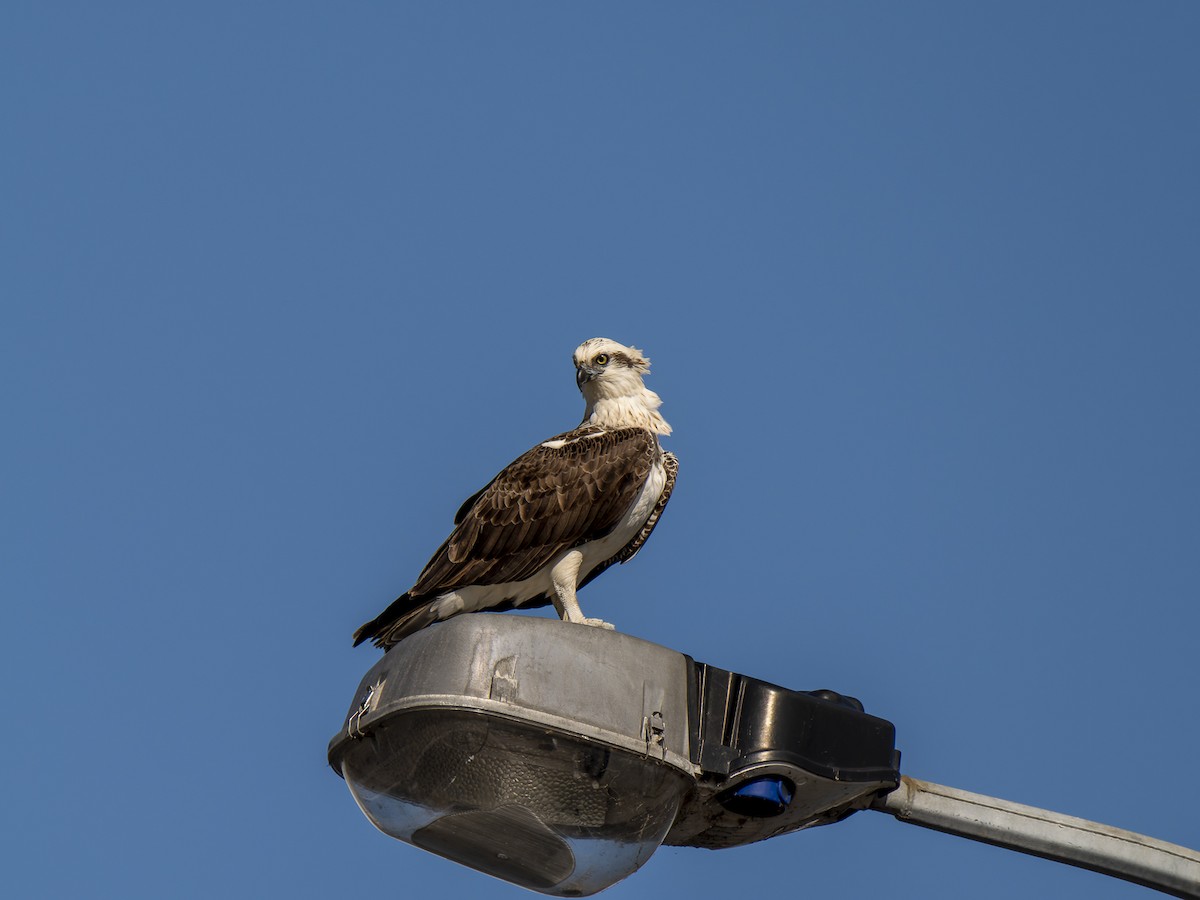 Águila Pescadora - ML620561247