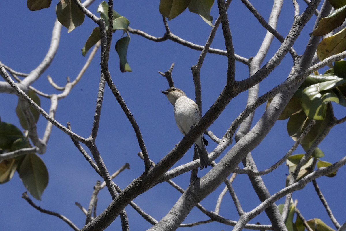 Red-backed Shrike - ML620561248