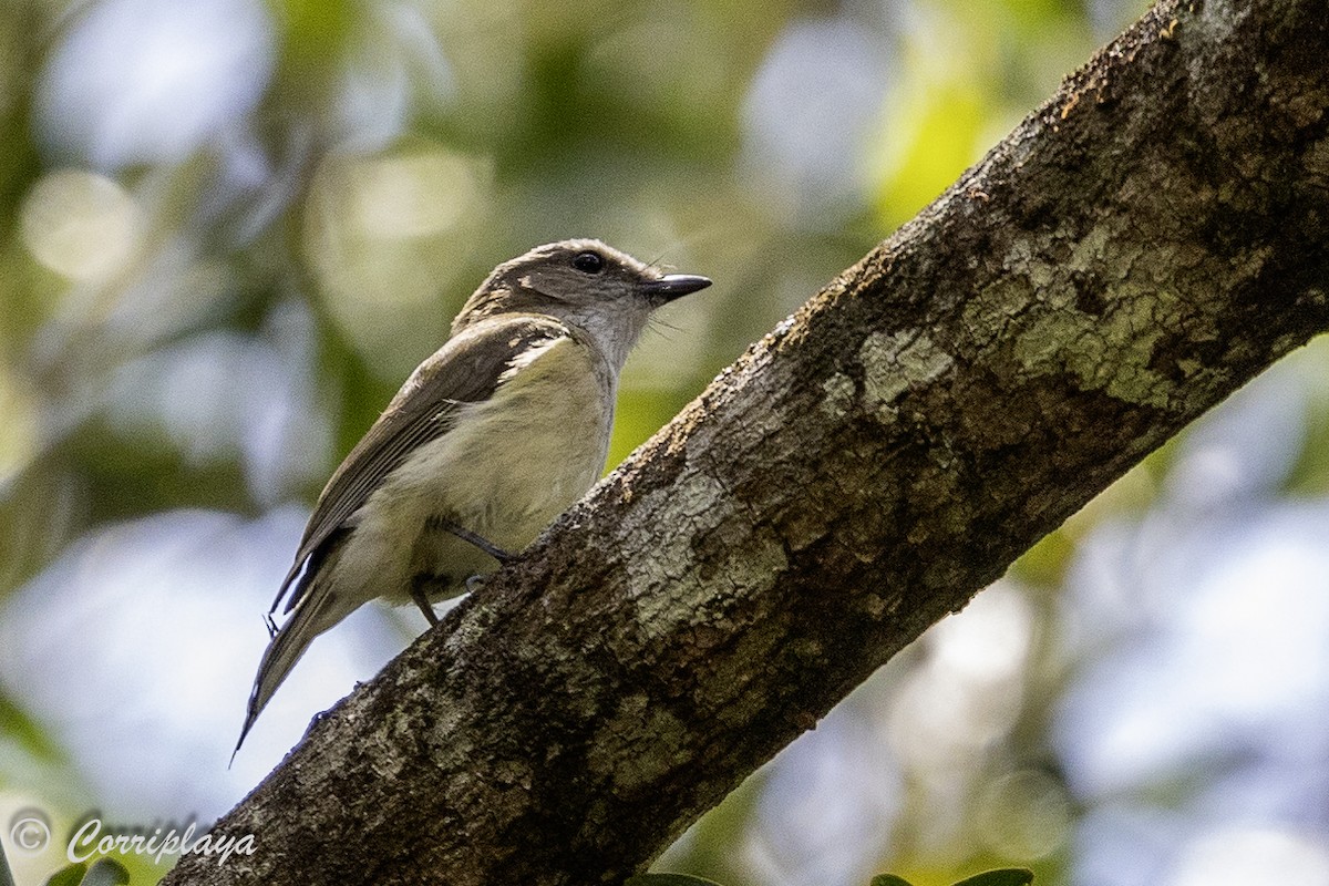 Siffleur sobre - ML620561249