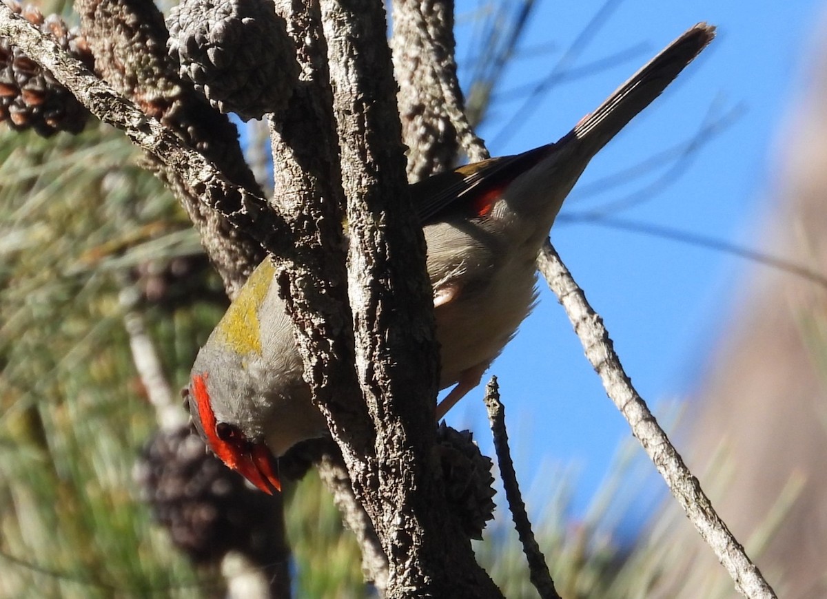 Red-browed Firetail - ML620561250