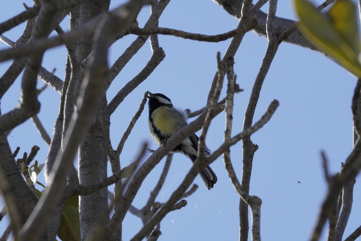 Great Tit - ML620561251