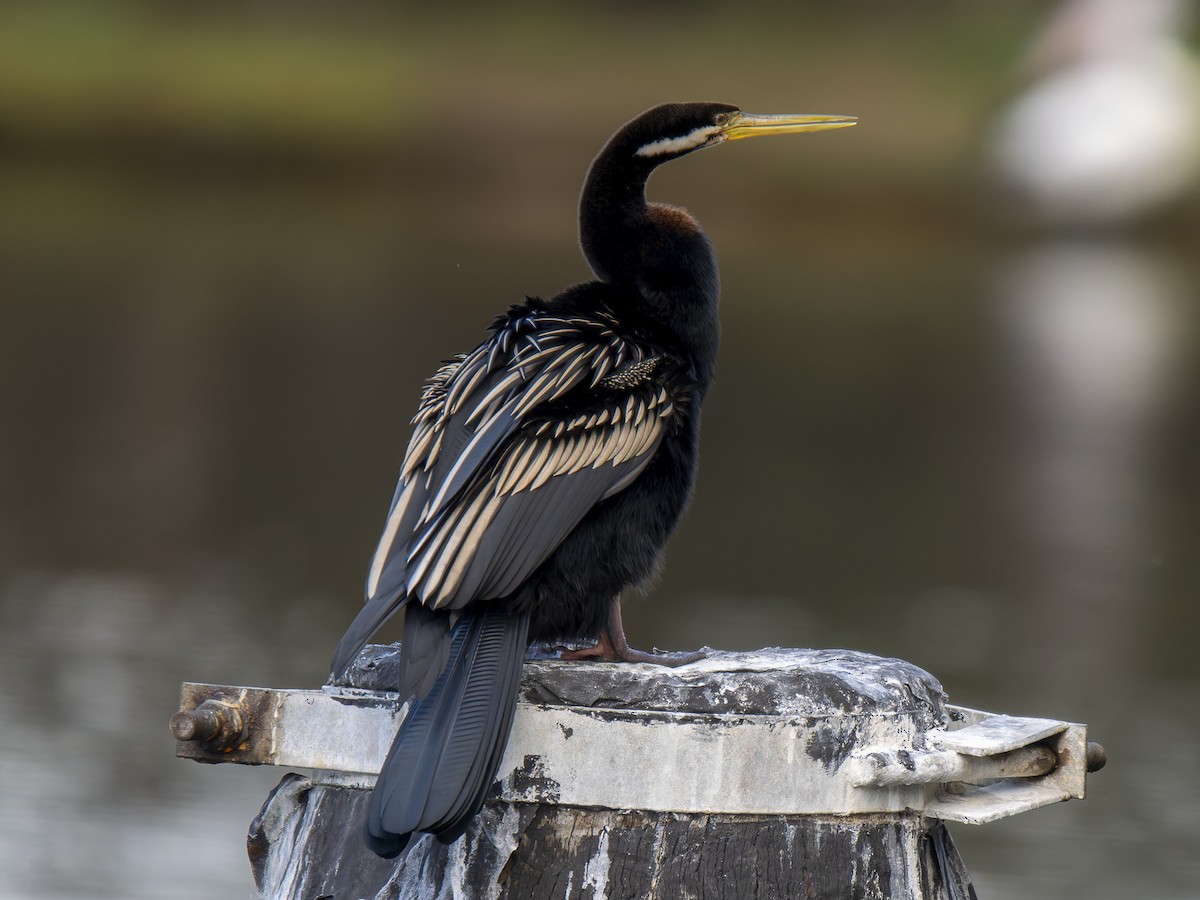 Anhinga Australiana - ML620561252