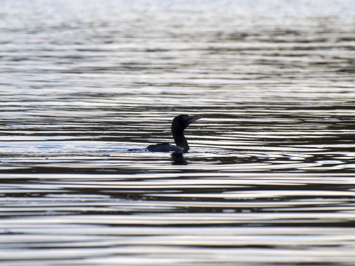 Little Black Cormorant - ML620561254