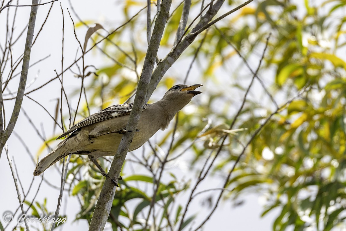 Great Bowerbird - ML620561257