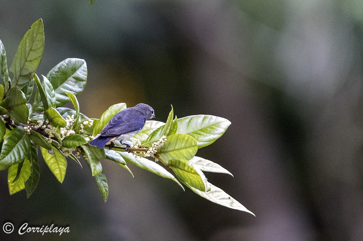 Picaflores Golondrina - ML620561258