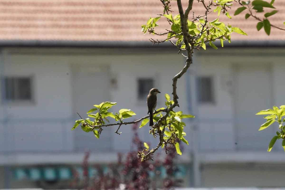 Red-backed Shrike - ML620561261