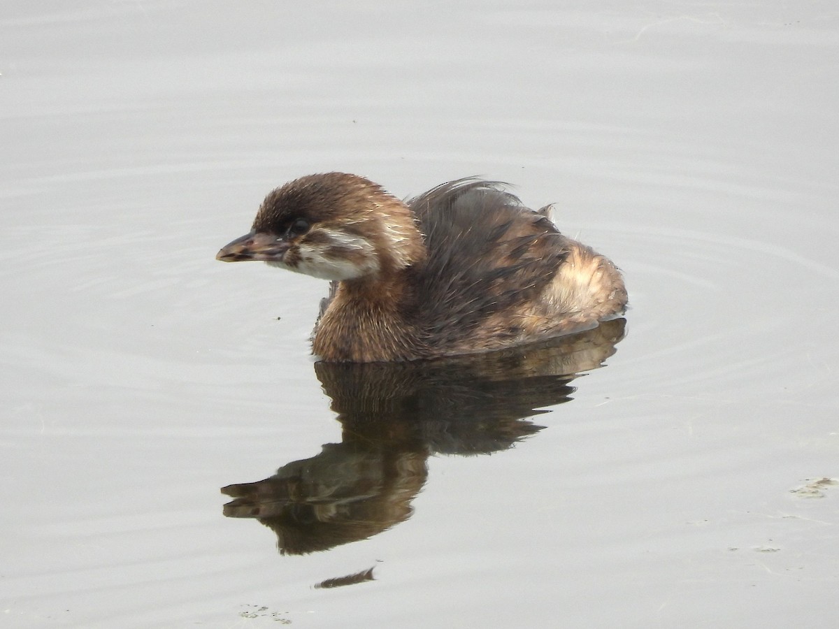 Pied-billed Grebe - ML620561262