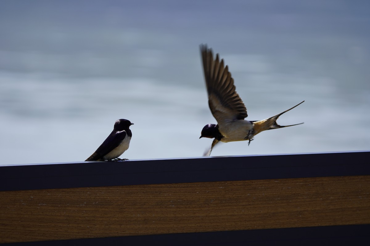 Barn Swallow - ML620561263