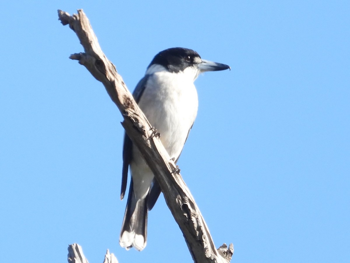 Gray Butcherbird - ML620561264