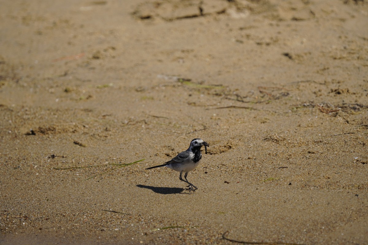 White Wagtail - ML620561266