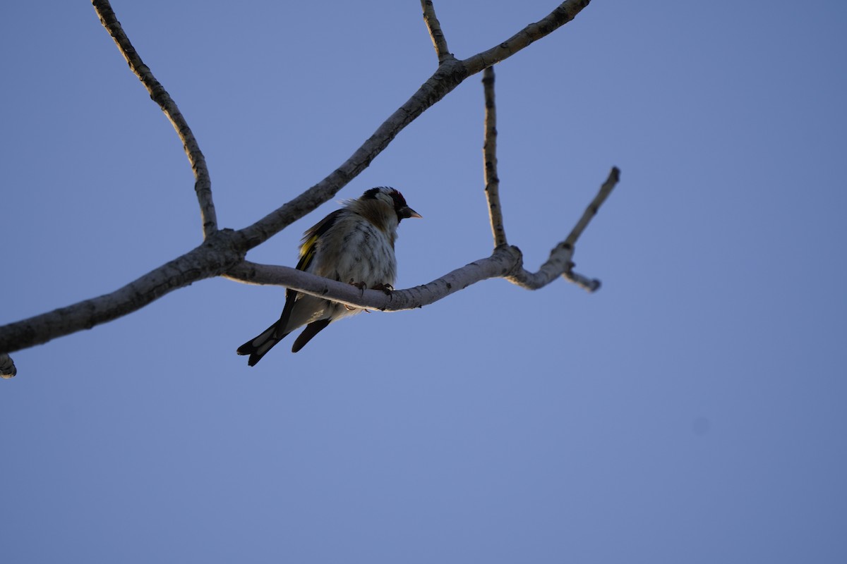 European Goldfinch - ML620561271