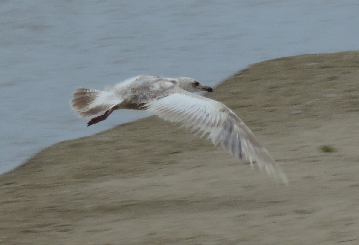 Gaviota Groenlandesa (thayeri) - ML620561275