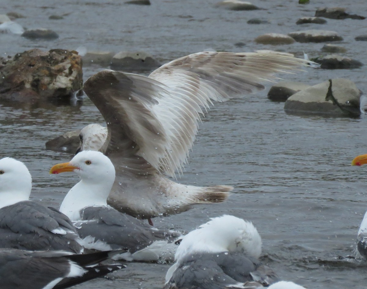 Gaviota Groenlandesa (thayeri) - ML620561279