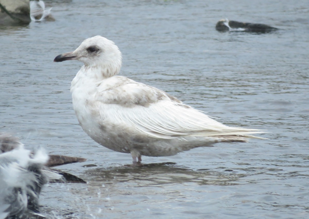 Gaviota Groenlandesa (thayeri) - ML620561281