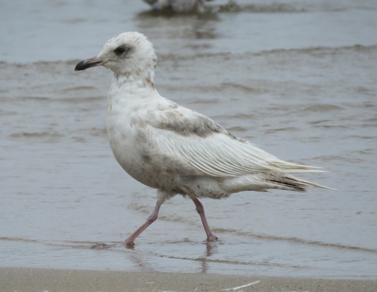 Gaviota Groenlandesa (thayeri) - ML620561283