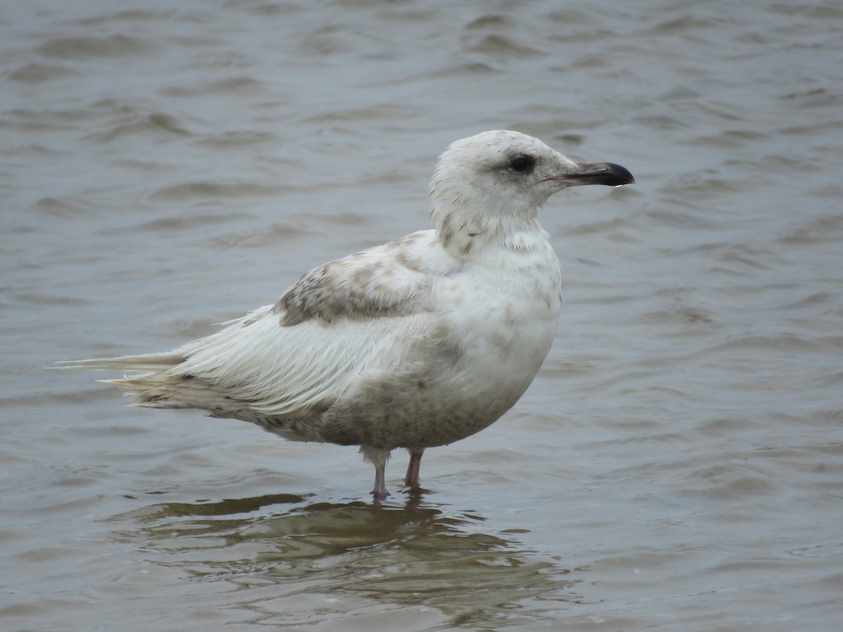 Gaviota Groenlandesa (thayeri) - ML620561284