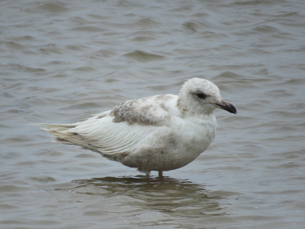 Iceland Gull (Thayer's) - ML620561285