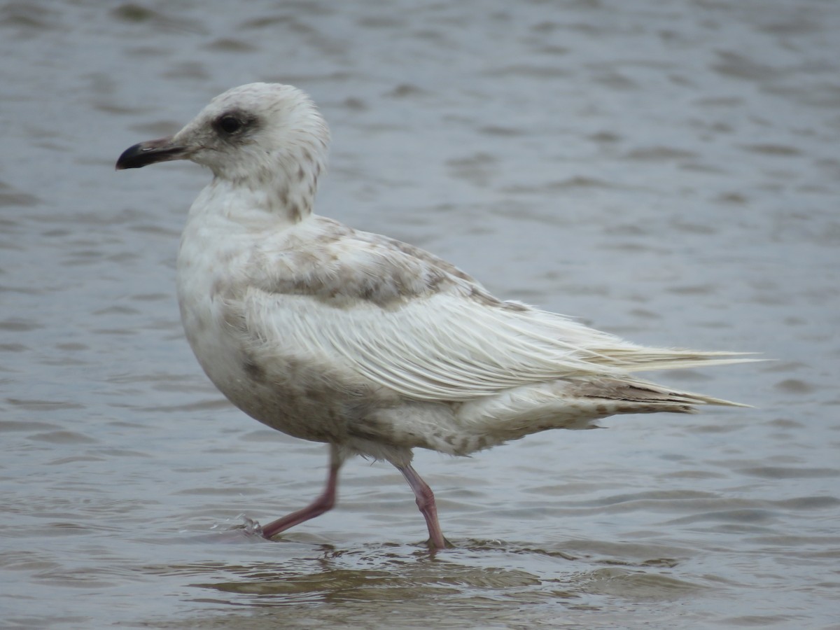 Iceland Gull (Thayer's) - ML620561287