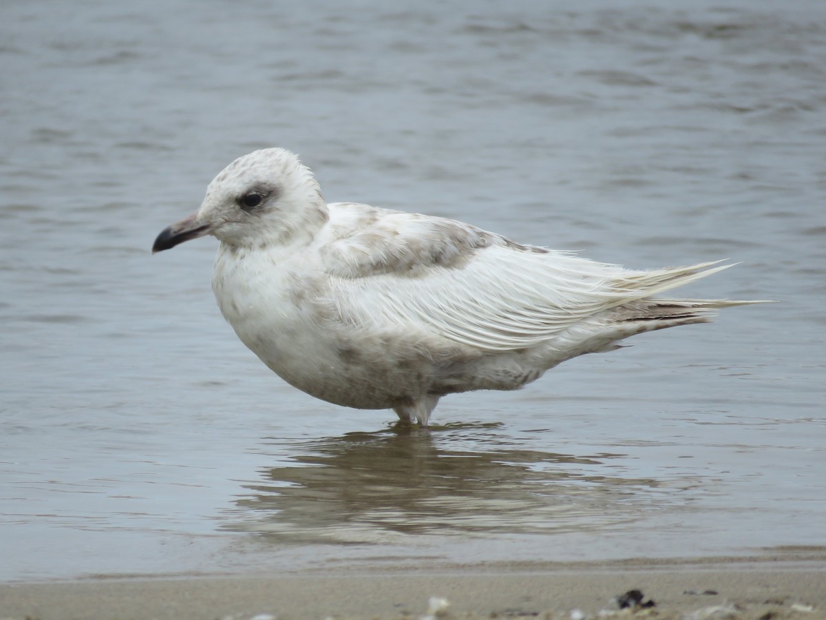 Iceland Gull (Thayer's) - ML620561288