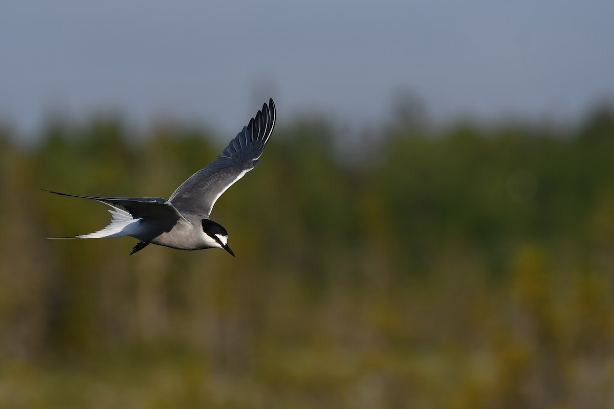 Aleutian Tern - ML620561291