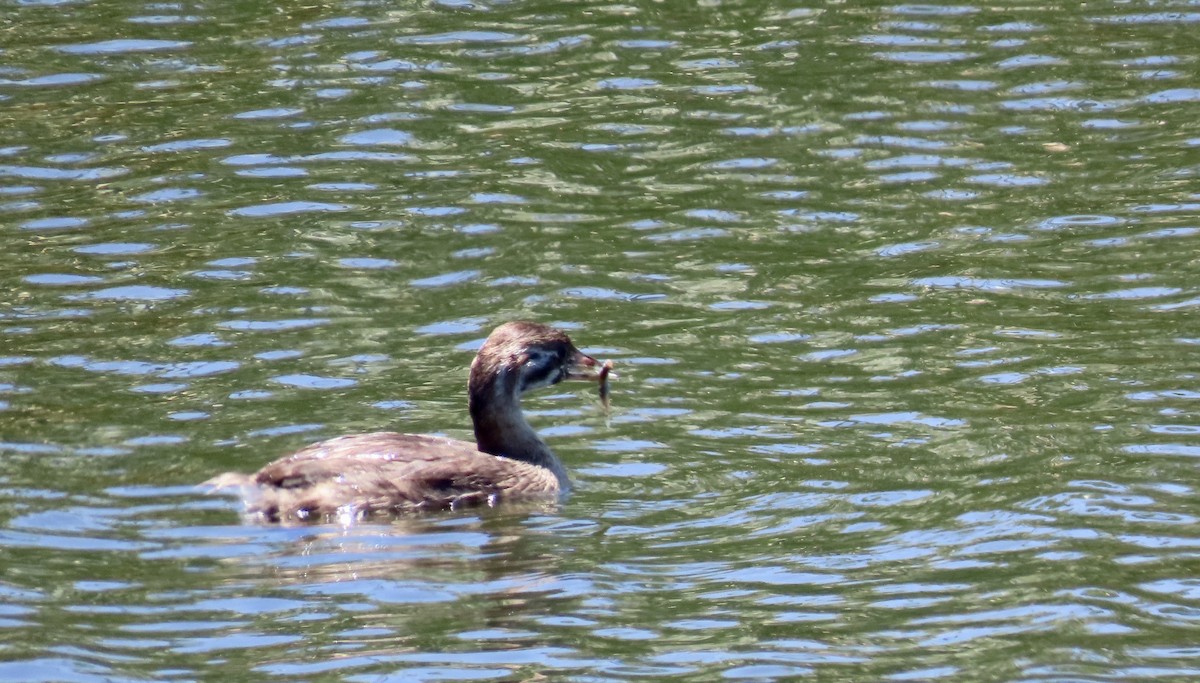 Pied-billed Grebe - ML620561294