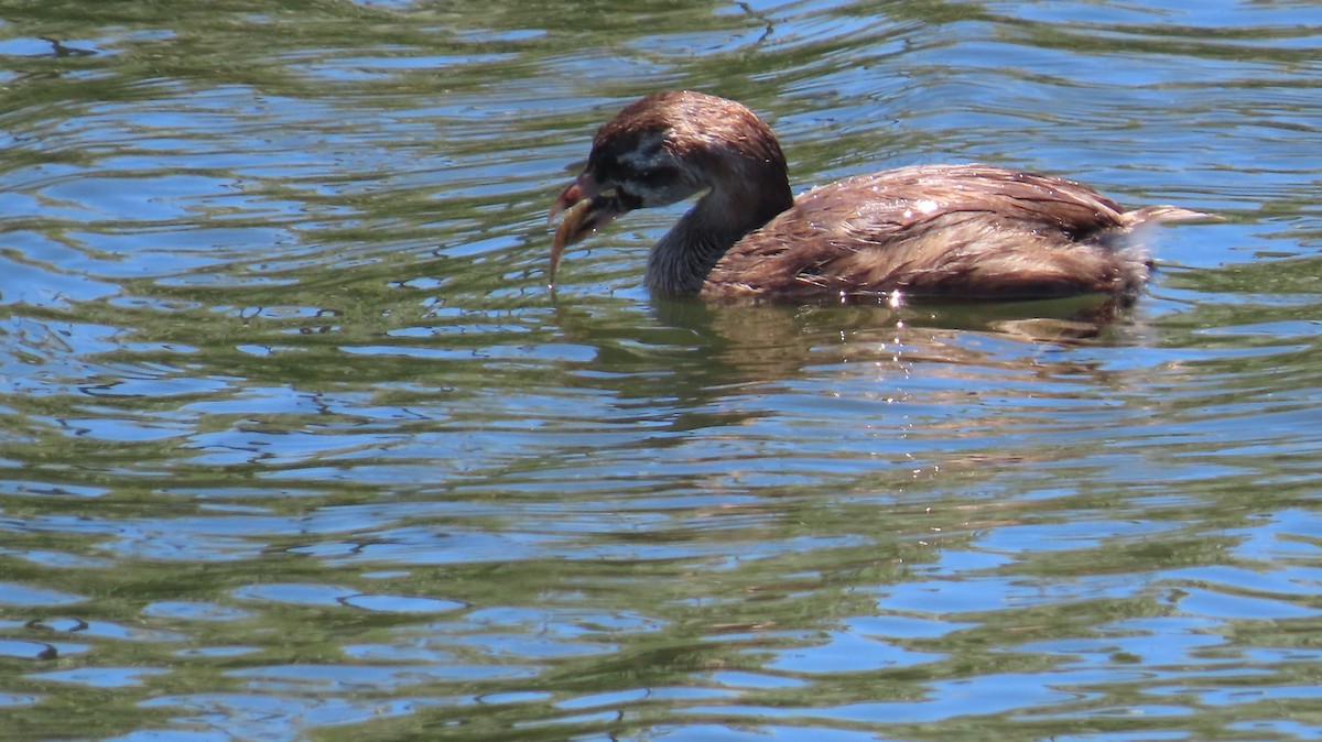 Pied-billed Grebe - Petra Clayton