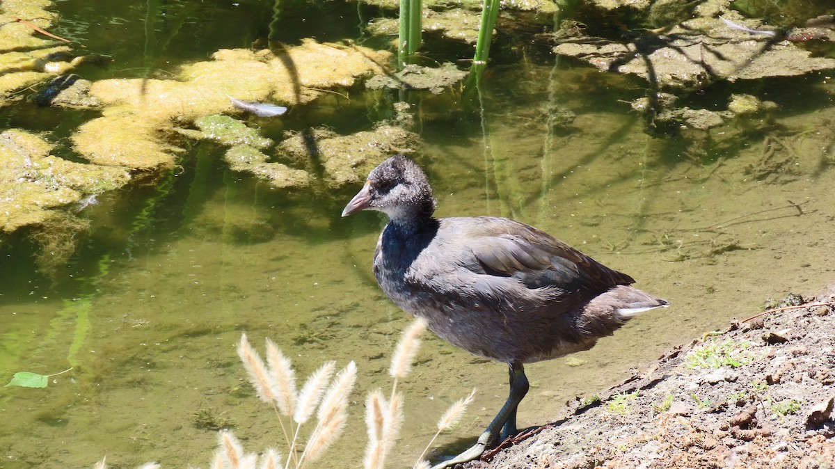 American Coot (Red-shielded) - ML620561304