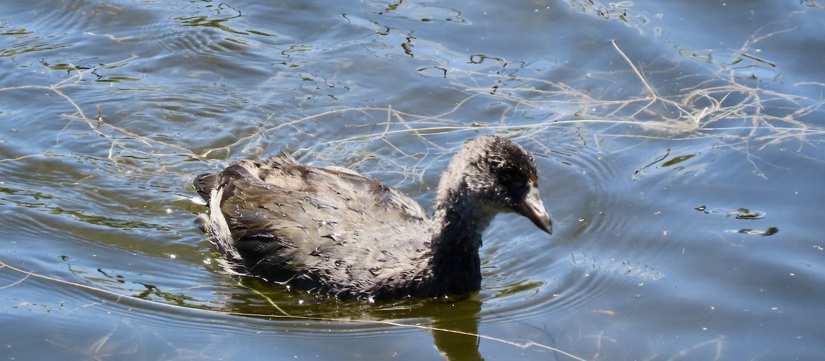 American Coot (Red-shielded) - ML620561308