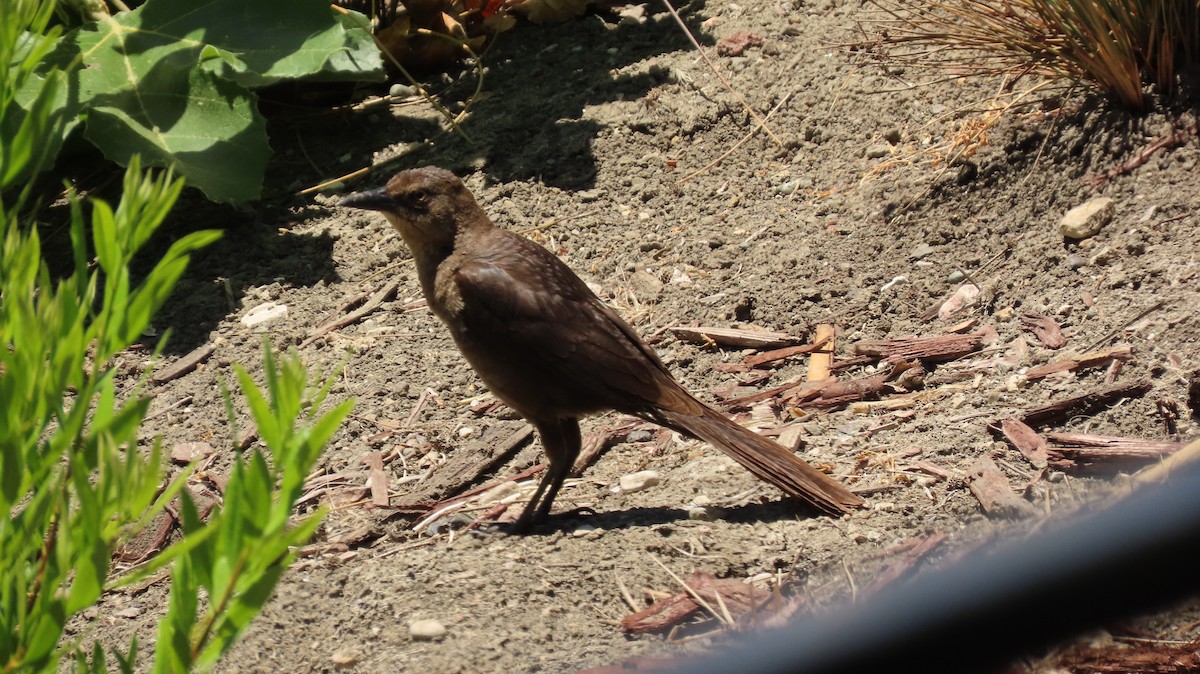 Great-tailed Grackle - ML620561311