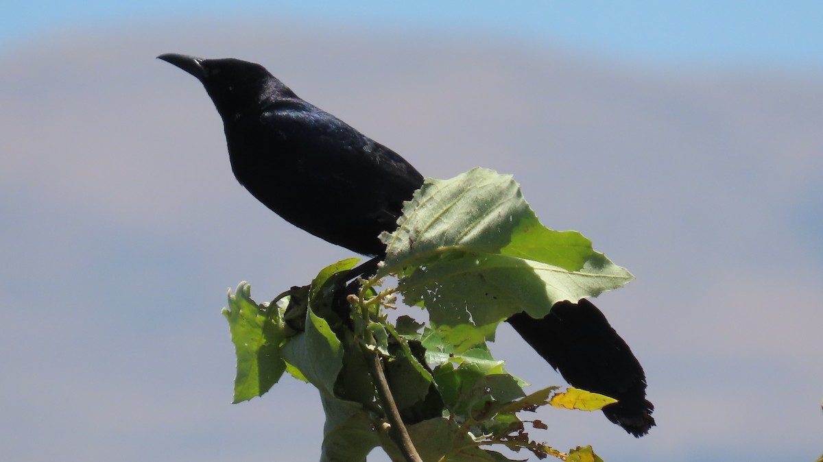 Great-tailed Grackle - ML620561312