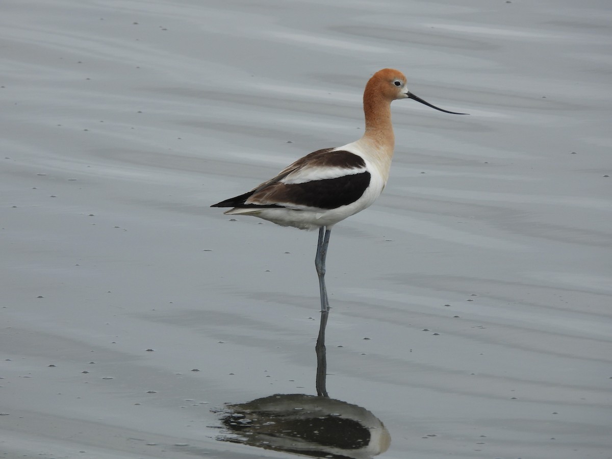 Avoceta Americana - ML620561314