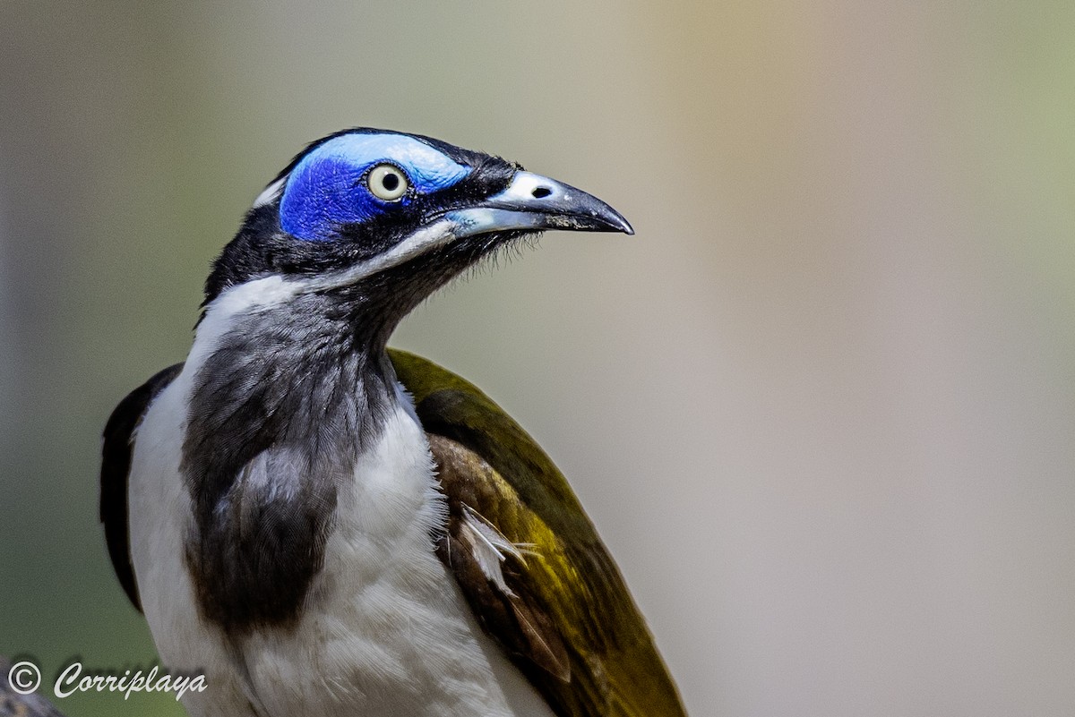 Blue-faced Honeyeater - ML620561319