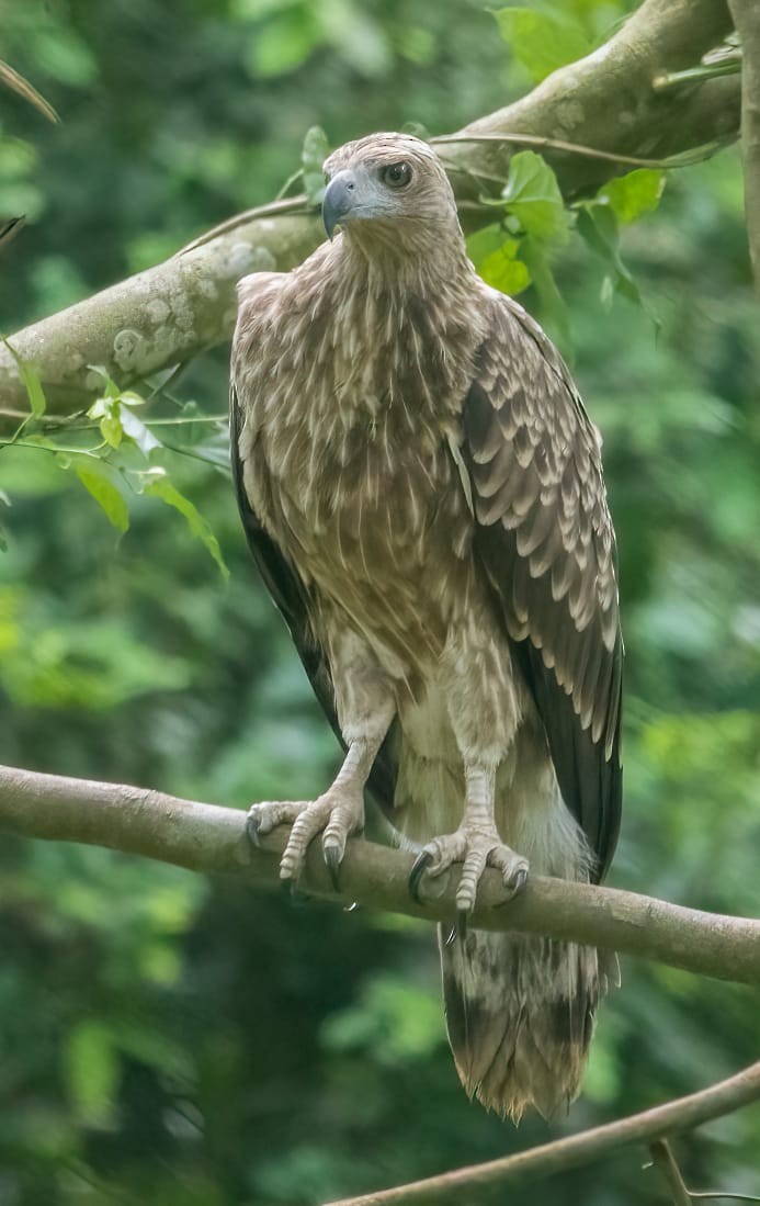 Gray-headed Fish-Eagle - ML620561320