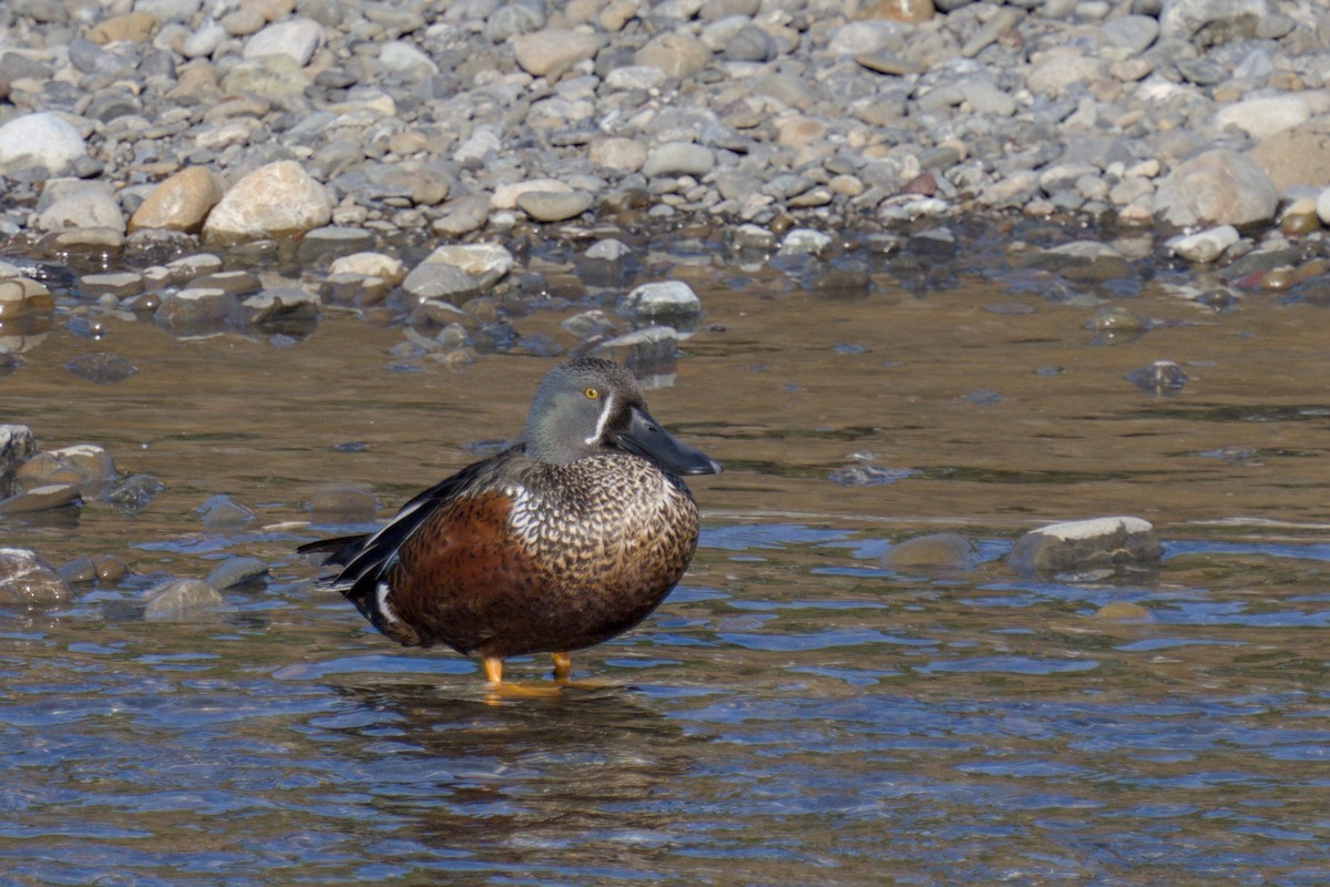 Australasian Shoveler - ML620561322