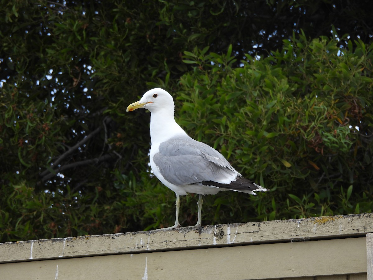 California Gull - ML620561326