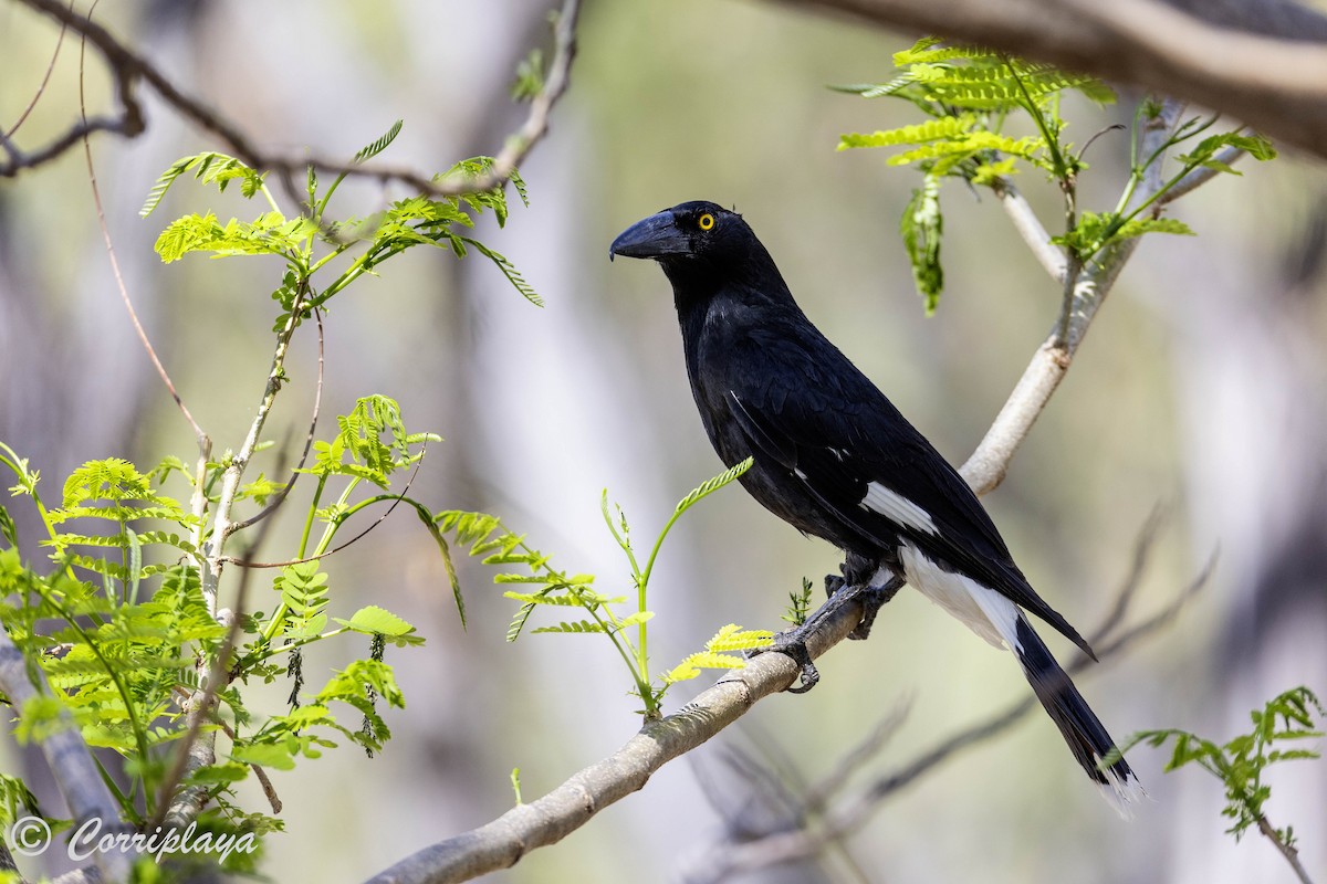 Pied Currawong - ML620561330