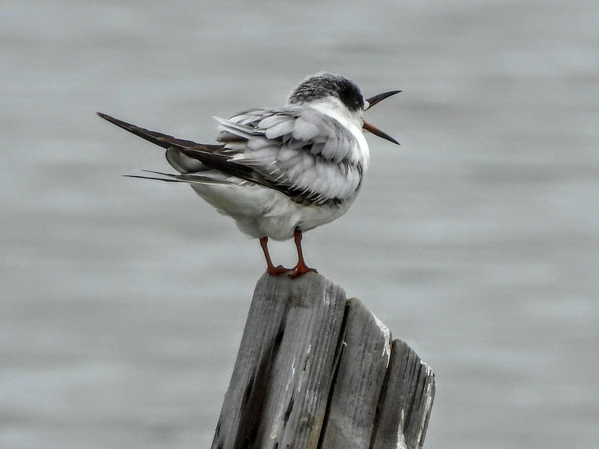 Forster's Tern - ML620561332