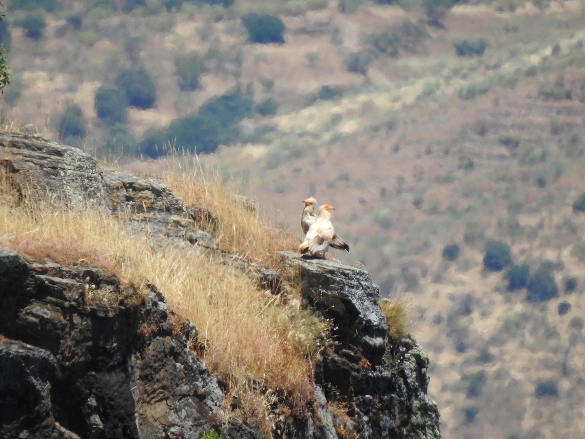 Egyptian Vulture - ML620561340