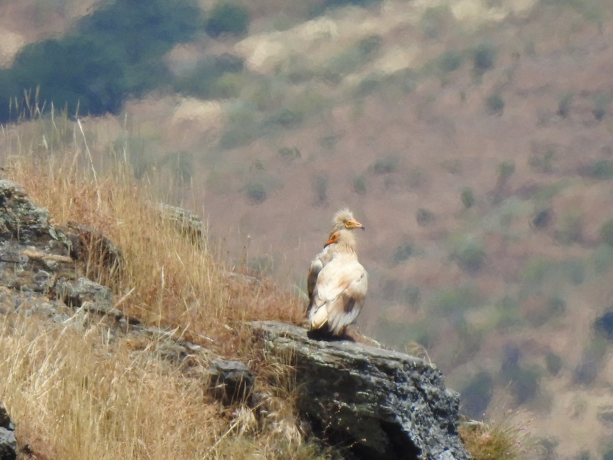 Egyptian Vulture - ML620561341