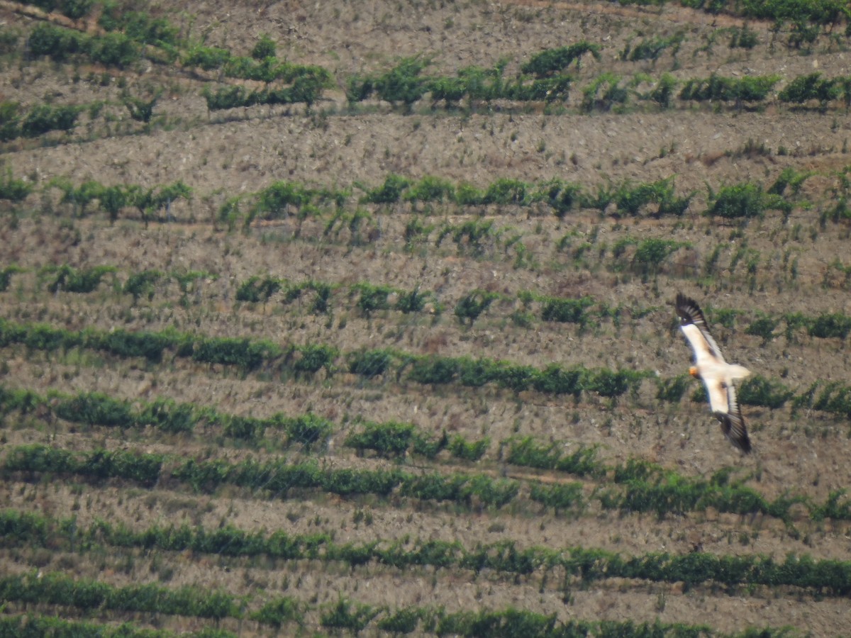 Egyptian Vulture - ML620561342