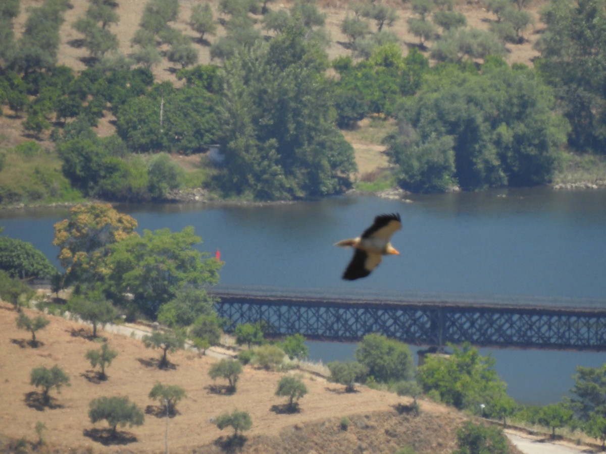 Egyptian Vulture - ML620561343