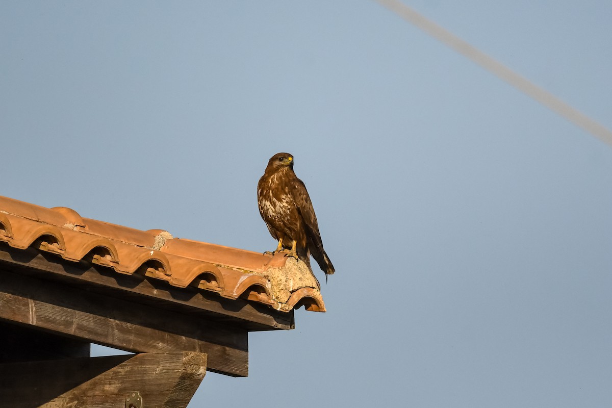 Common Buzzard - ML620561347