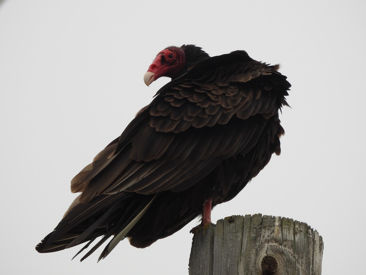 Urubu à tête rouge - ML620561349