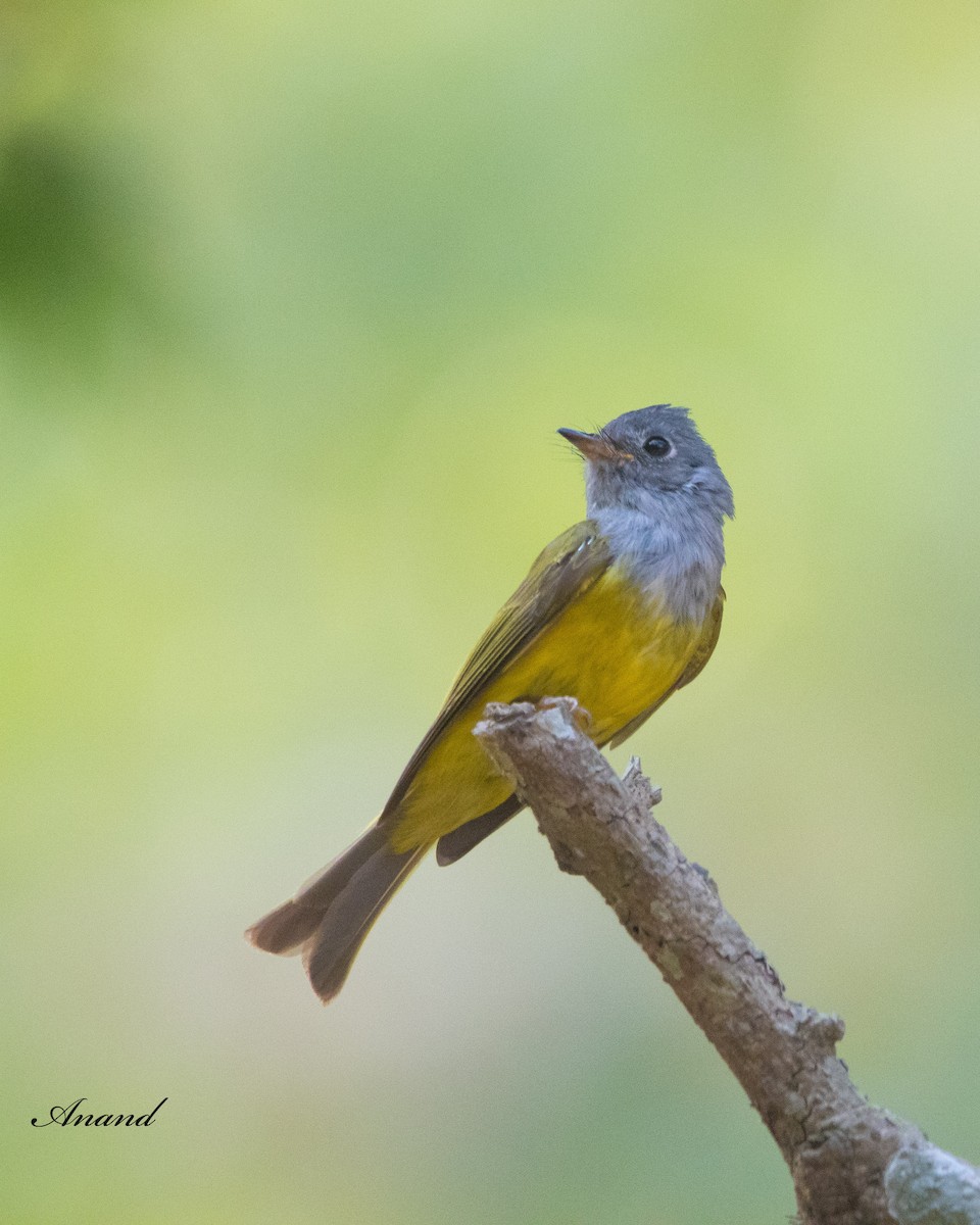 Gray-headed Canary-Flycatcher - ML620561351