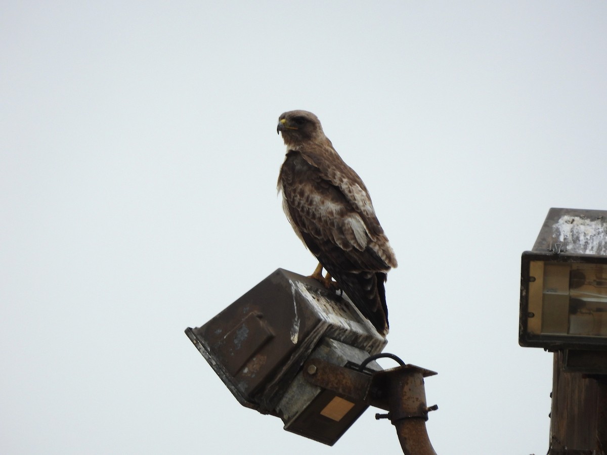 Red-tailed Hawk - ML620561352