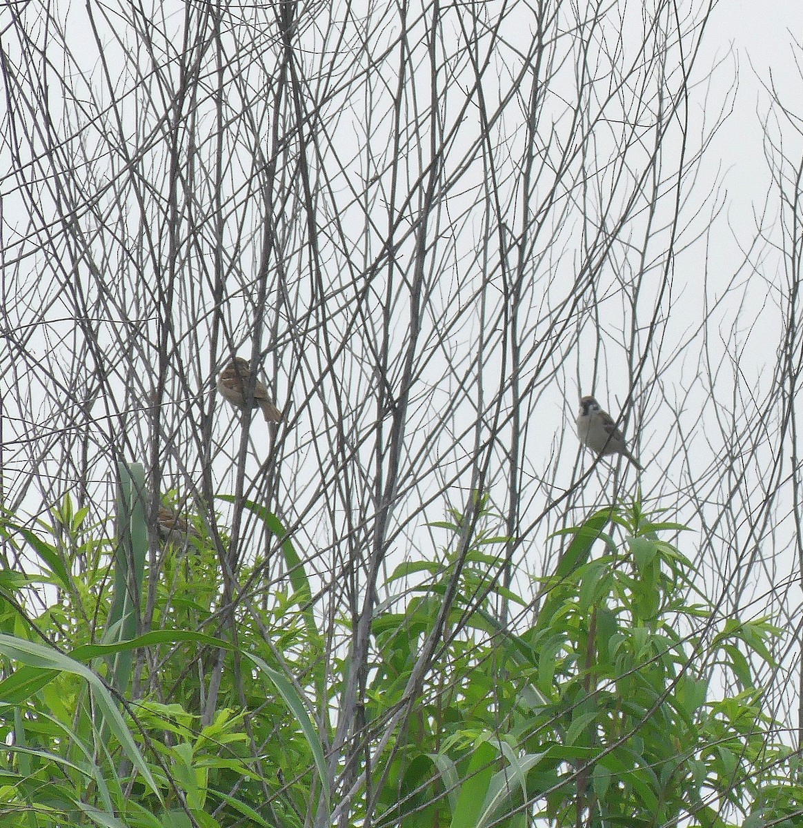 Eurasian Tree Sparrow - ML620561355